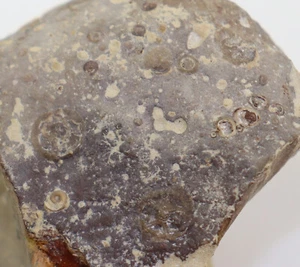 Edrioasteroidea, Agelacrinites hanoveri, Devon, Nora Springs, Iowa, USA -k350 - Picture 1 of 4