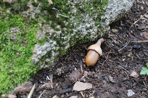 Sneaky & Evil Acorn Geocache container + Rite in the Rain geocaching Logs, Stash - Picture 1 of 7