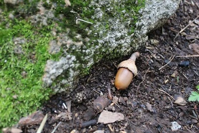 Sneaky & Evil Acorn Geocache container + Rite in the Rain geocaching Logs, Stash - Image 1 of 4