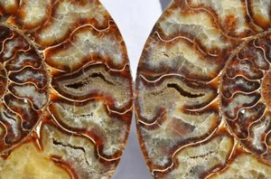 Cut Split PAIR Ammonite Deep Crystals Cavity 110myo Fossil 235mm XXL 9.2" 1487xx - Picture 1 of 10