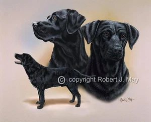 Black Labrador Multistudy Giclee Print by Robert J. May - Picture 1 of 1