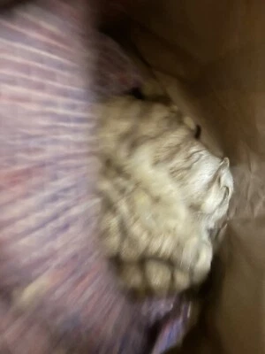 cape from fox paws plus a good condition batting. - Image 1 of 3