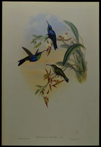 John Gould Veraguan Wood-Nymph Hummingbird British Museum Official Limited Print - Picture 1 of 2