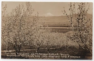 In der Nähe von MEDFORD ODER/OREGON Postkarte BIRNENBLÜTEN Mt. Pitt/MOUNT McLOUGHLIN RPPC - Bild 1 von 2