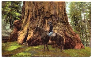 AK Kalifornien große Bäume Der Waldläufer zu Pferd Redwoods ca. ca.30 - Bild 1 von 2