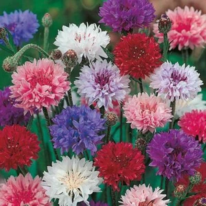 New Pack Kings Seed Cornflower 'Double Mixed' Flower Seeds - Picture 1 of 1