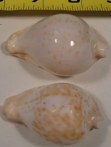 Cypraea Capricornica 2 Specimens Read - Picture 1 of 4