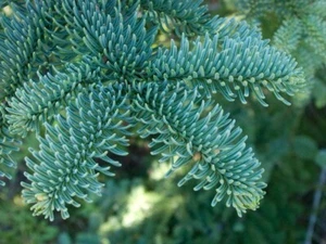 Noble Fir (Abies procera) tree 15-30cm cell grown - Picture 1 of 2