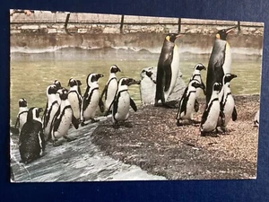 Postcard Penguins at Chessington Zoo Surrey England Posted 1968 B126 - Picture 1 of 2