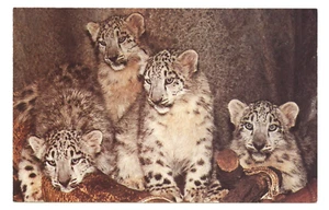 Schneeleoparden Miller Park Zoo Bloomington Illinois Raubkatze Wildtiere Postkarte - Bild 1 von 2