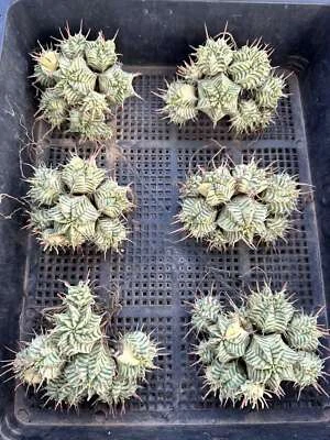 Мульти головы Euphorbia Meloformis пестрый сад DécorBoutique 8-10 см - Изображение 1 из 4