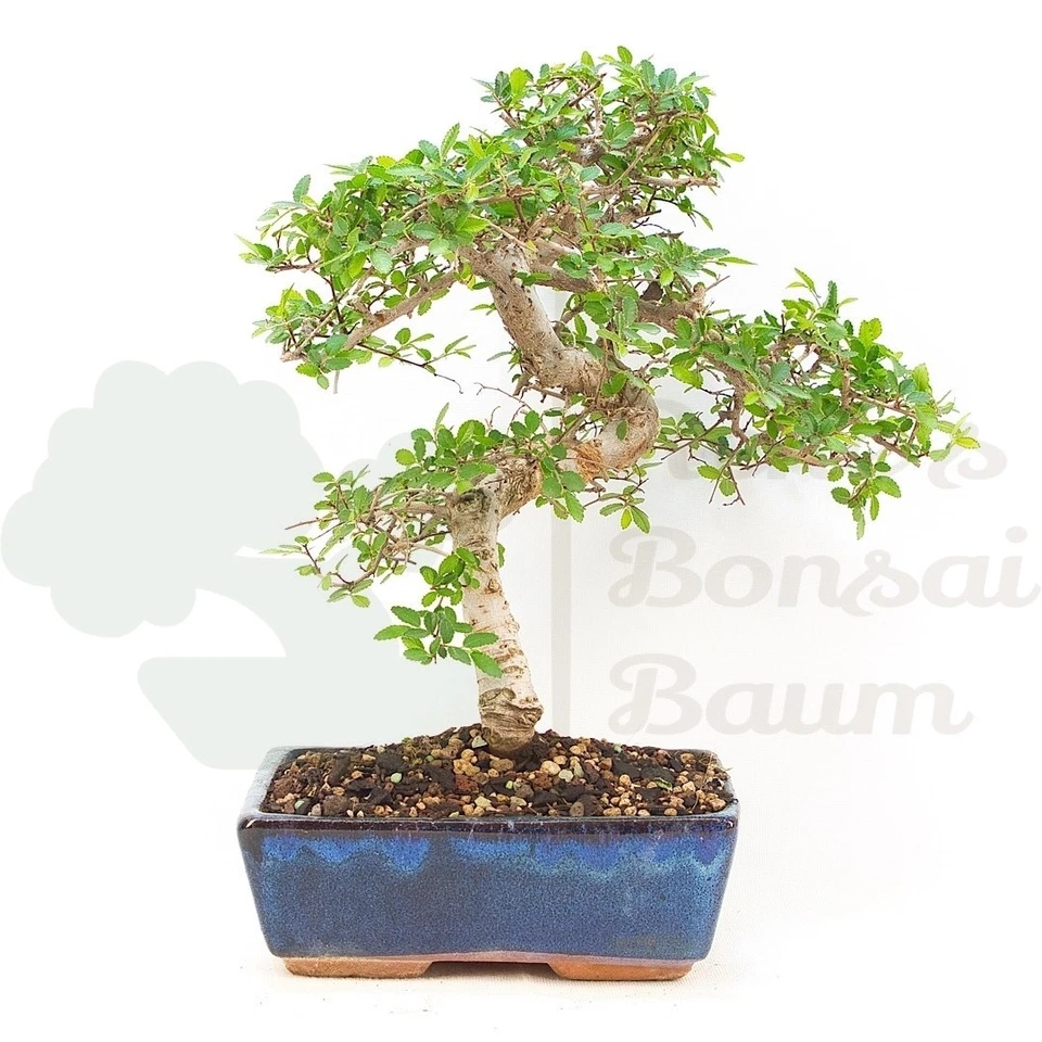 BONSAI Chinesische Ulme 'Zelkova parvifolia' Pflegeleicht & Anfängergeeignet - Bild 1 von 4