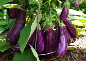 Long Purple Italian Eggplant Seeds, Fingerling, NON-GMO, FREE SHIPPING - Picture 1 of 2