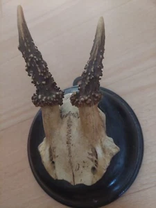 Horn-Ziegen-Schädel Totenschädel Geweih Figur 15 x 11 cm - Bild 1 von 1