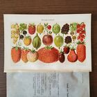 Berry antique Chromo lithograph 1895 Meyers Fruit Strawberry vintage Currant