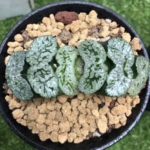 5CM Succulent Plant Haworthia Truncata Black Tortoise Liliaceae Home Garden - Picture 1 of 12