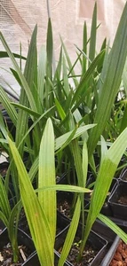 18+" 3+ Yr Old, 1 Medjool Date Palm, Phoenix Dactylifera Sapling In 3.5" Pot - Picture 1 of 6