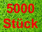 **WASSERLINSEN** 1000/2000/5000 Schwimmpflanze Algenkiller Aquarienpflanze Teich