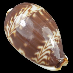 CYPRAEA (Palmadusta) DILUCULUM (Sansibar Isl., Tansania) 23,9mm #47716 - Bild 1 von 4