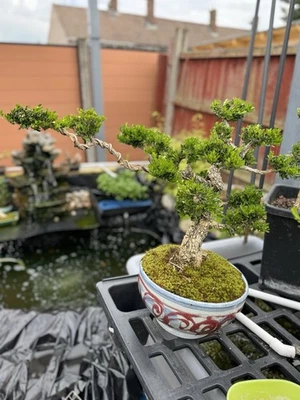 Boxwood Bonsai Tree (Rare potted plants)  - Image 1 of 4