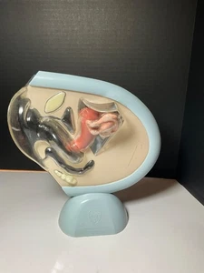 Vintage 1959 Vaginal Medical Model - Ortho Pharmaceutical Co - Raritan N.J. - Picture 1 of 9