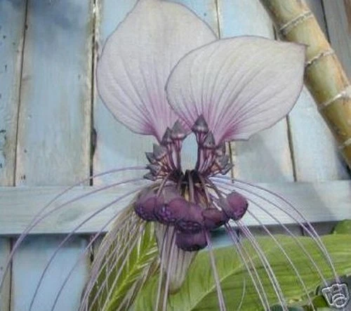 SAMEN wunderschöne Pflanze: die FLEDERMAUSBLUME - Blüten so zart wie Orchideen - Bild 1 von 1