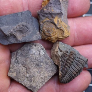 Lote de 4 fósiles cámbricos trilobites checos 36 g Dino 1031 - Imagen 1 de 8