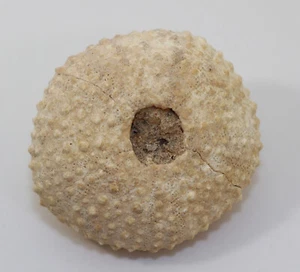 Seeigel, Echinometra mathaei, Quartär, Pleistozän, Hurghada, Ägypten -i309 - Picture 1 of 5