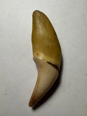 535- Tooth, Teeth, Fox’s Tooth, Coyote’s Tooth - Image 1 of 4