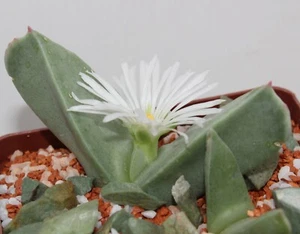 Semillas Conophytum herreanthus rex 20 piezas 2023 años - Imagen 1 de 3