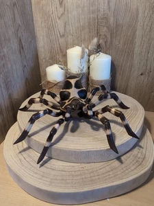 Modelo araña tarántula fabricado en madera. 34 cm de diámetro. Patas desmontables - Imagen 1 de 6