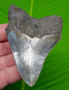 3.74" Megalodon Shark Tooth Real Fossil North Carolina, USA - No Restorations - Picture 1 of 3