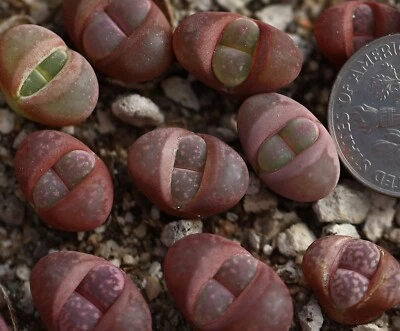 Plant -1 - L.herrei  × L.optica （yellow flower） - Image 1 of 3