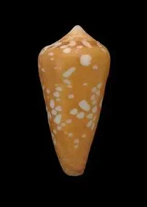 Muschel CONUS CROCATUS Philippinen 52,5 mm # AUSGEWÄHLT - Bild 1 von 5