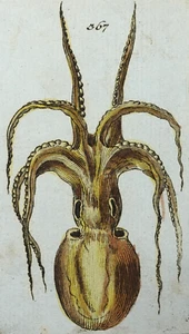 1801 - ZOOLOGIE - 30 kolorierte Kupfer - WÜRMER Regenwurm Kalmar Bandwurm Egel - Bild 1 von 8