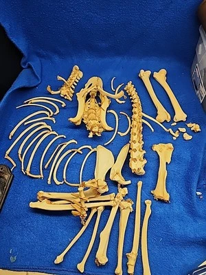 Gran lote de costillas de animales reales huesos diversos arte artesanal taxidermia vida silvestre anatomía Foto 1 de 4