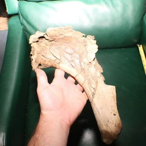 Big Dinosaur Rib Hook Sezione - Autentico esemplare di formazione fossile Hell Creek - Foto 1 di 11