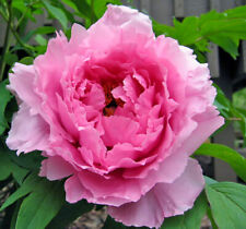 Pivoine Fleur Rose Paeonia Broteroi 5 Graines Seeds