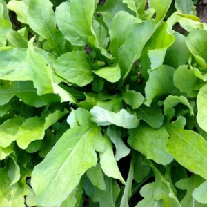 Astro Arugula (Eruca Sativa) Vegetable Seeds, Mild, Tender Flavor - Picture 1 of 2