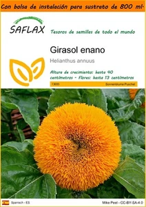 SAFLAX Garden in the Bag - Girasol enano - 40 semillas - Helianthus - Imagen 1 de 3