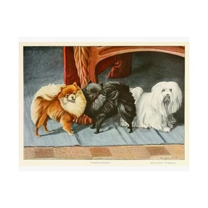 POMERANIAN MALTESER TERRIER Kunst Poster, Vintage Haustier Deko, Tierliebhaber Geschenk,  - Bild 1 von 6
