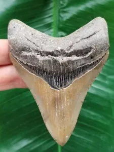 10,0 cm scharfer Unterkiefer-Zahn des Megalodon - Hai Haizahn Fossil - Bild 1 von 7