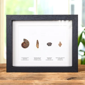 Earth's Historical Timeline Collection In Box Frame - Bild 1 von 8