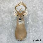 #23816 N | Whitetail Deer Taxidermy Shoulder Mount For Sale