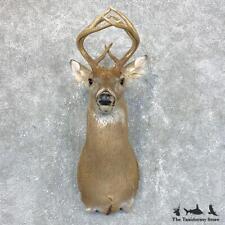 #23816 N | Whitetail Deer Taxidermy Shoulder Mount For Sale