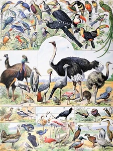 Fliesenwandbild/Mosaik Keramik Tafel der Vögel - Adolphe Mühlendruck - Fliesenmosaik - Bild 1 von 4