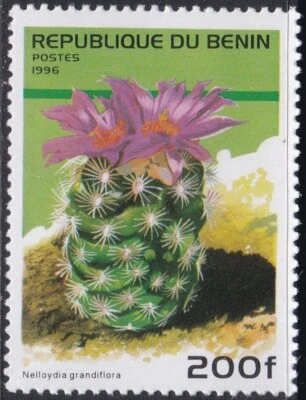 Specimen, Benin Sc876 Flowering Cactus, Nelloydia grandiflora - Image 1 of 2