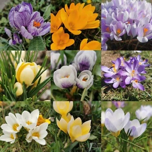 @ (◕‿◕)\\@ Crocus vernus Krokus " MIX " - Frühblüher,  Zwiebeln Liefertermin - Bild 1 von 15