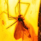 Bernstein Fossil Pilzmücke Insekt im baltischen Bernstein, selten Sammlung 5,22g