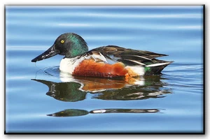 RECHTECKIGER MAGNET MAGNET ENTE TIERE GANS ZINN NATUR - Bild 1 von 1